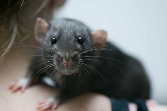 a male rat on a shoulder that has been neutered