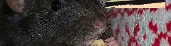 videos of rats on youtube
