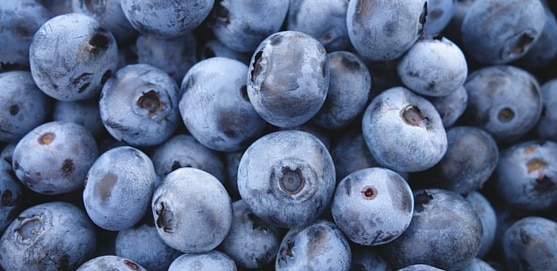 blueberries are a great superfood for rats