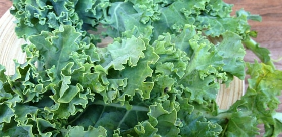 curly kale is a very healthy food for rats