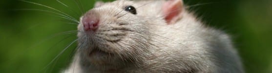 facts about rats you might not know
