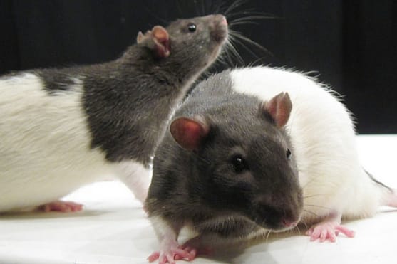common signs of illness in rats