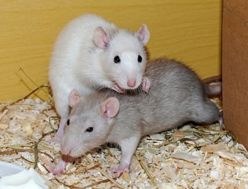 wood shavings in rat cages is not recommended