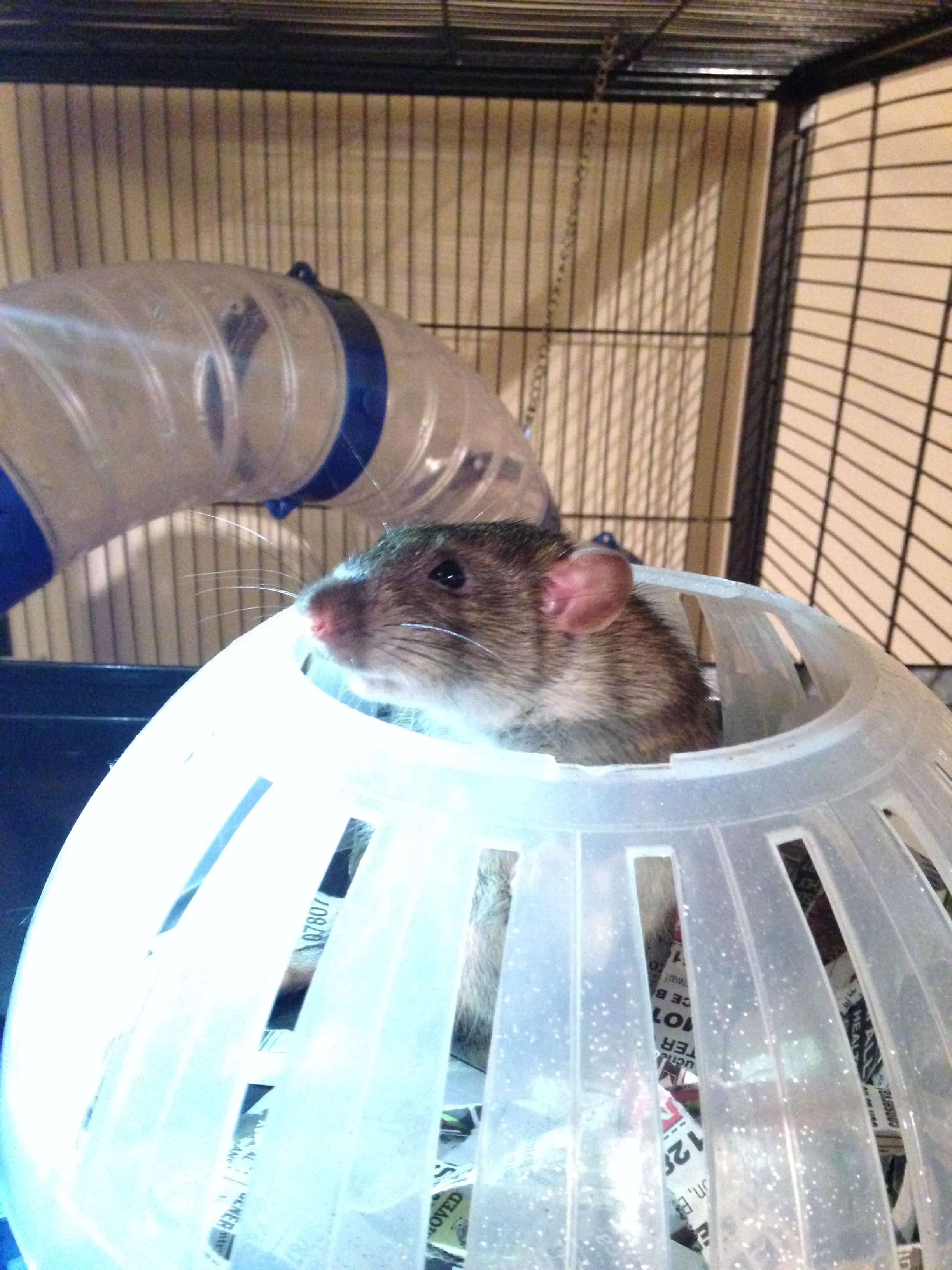 our well trained adult rat who does his poo in his litter tray