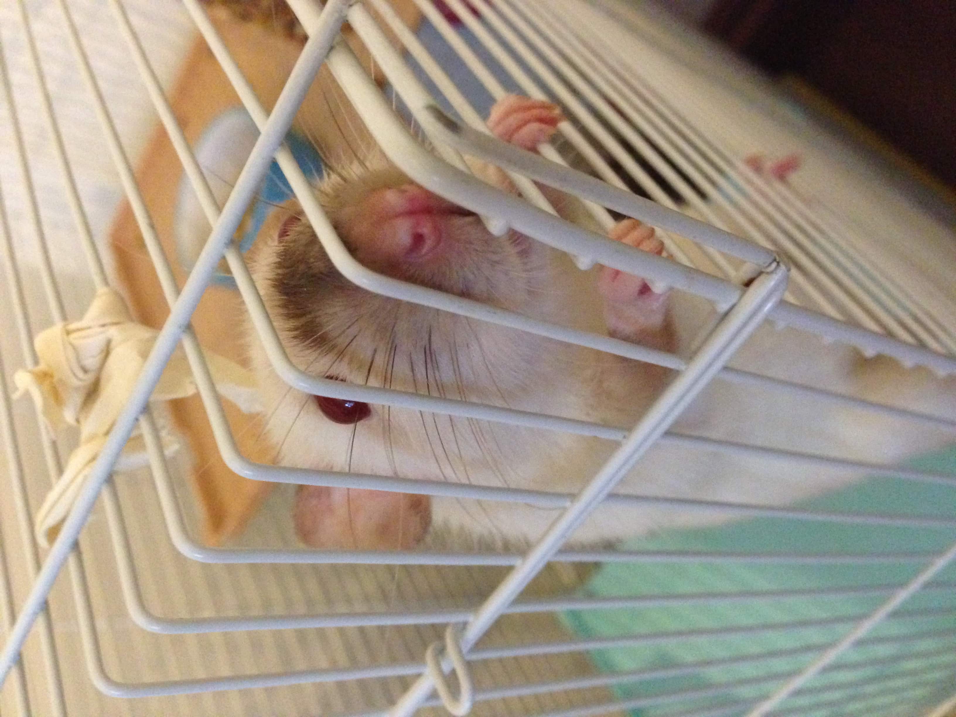 a well litter trained rat in a clean cage
