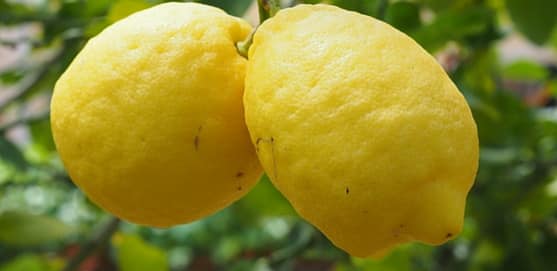 are lemons safe for rats?