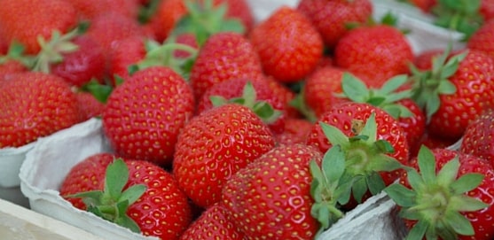 are strawberries safe for rats?