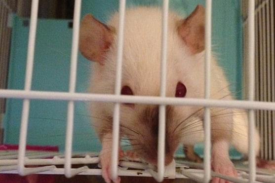 common mistakes made in rat care