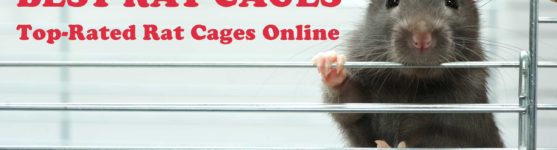 Best Rat Cages