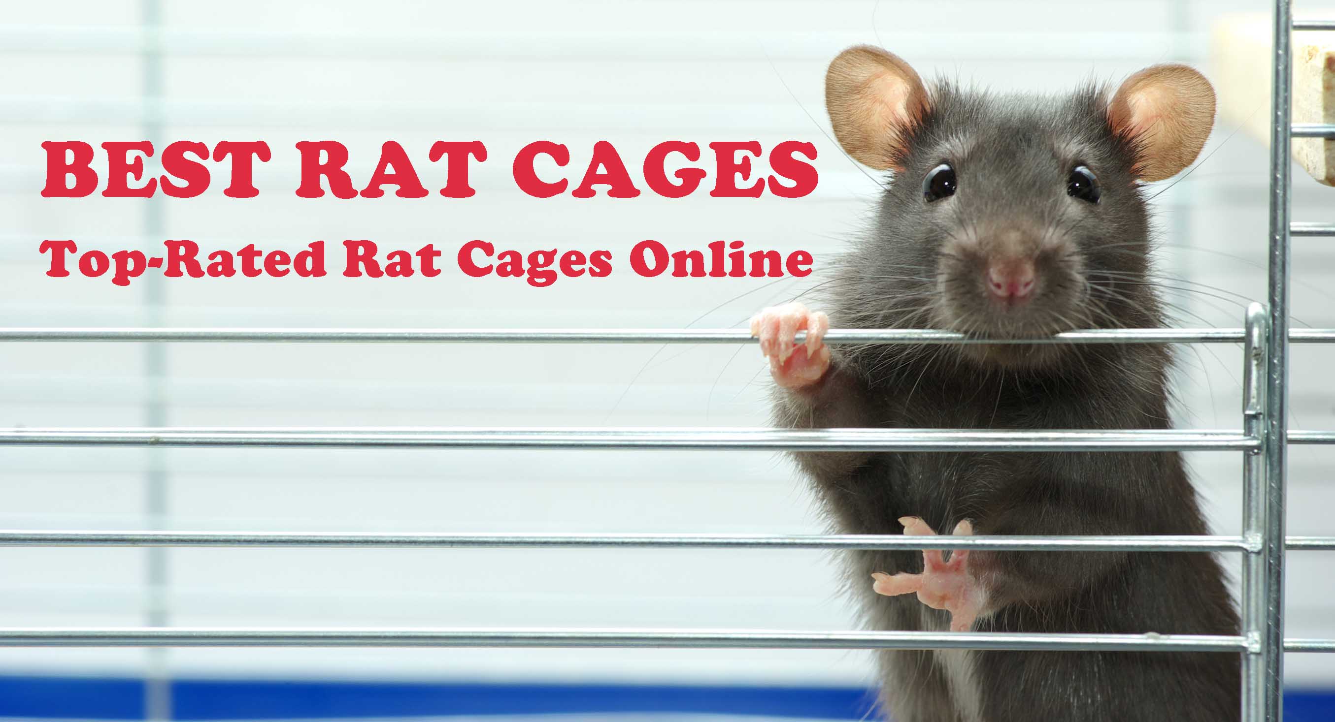 Best Rat Cages